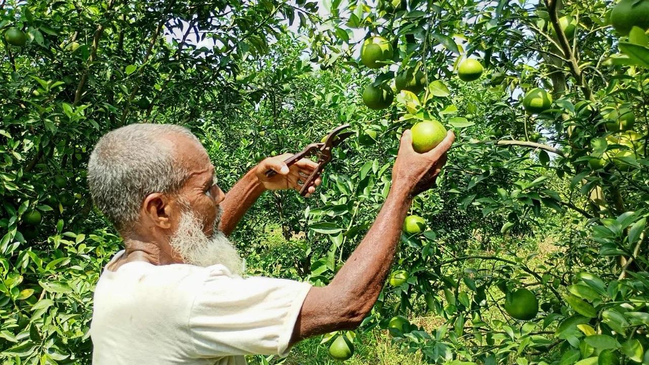 সংযুক্ত ছবি